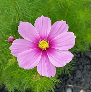 Meet your Posher, Dana